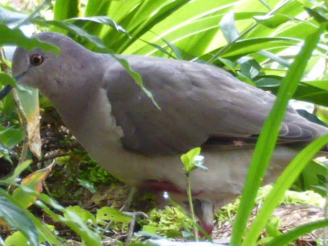 Large-tailed Dove - ML322230451