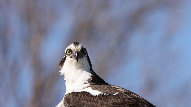 Águila Pescadora - ML322232081