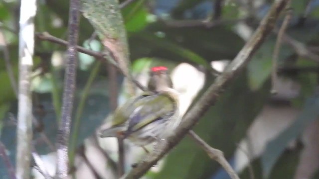 Kinglet Manakin - ML322232361