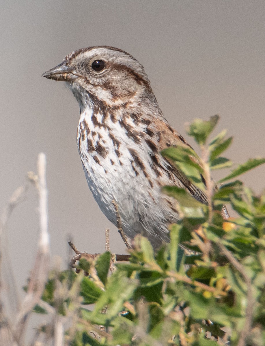 Song Sparrow - Margaret & Fred Parkes