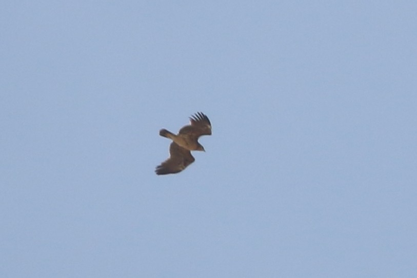 Greater Spotted Eagle - ML322239431