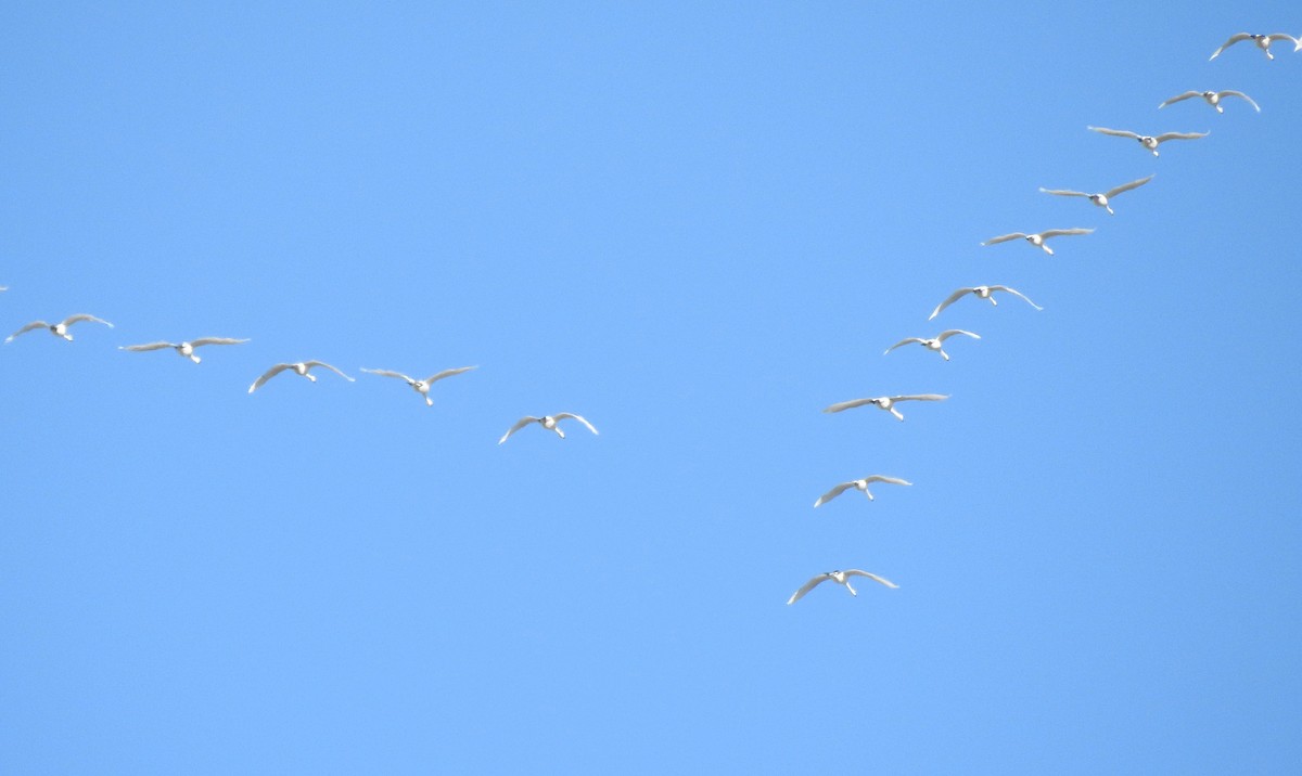 Tundra Swan - ML322242341