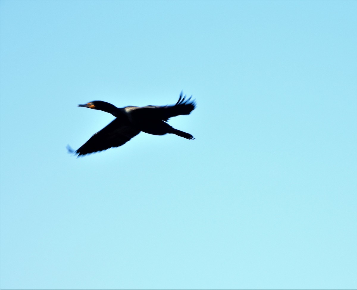 Double-crested Cormorant - ML322244891