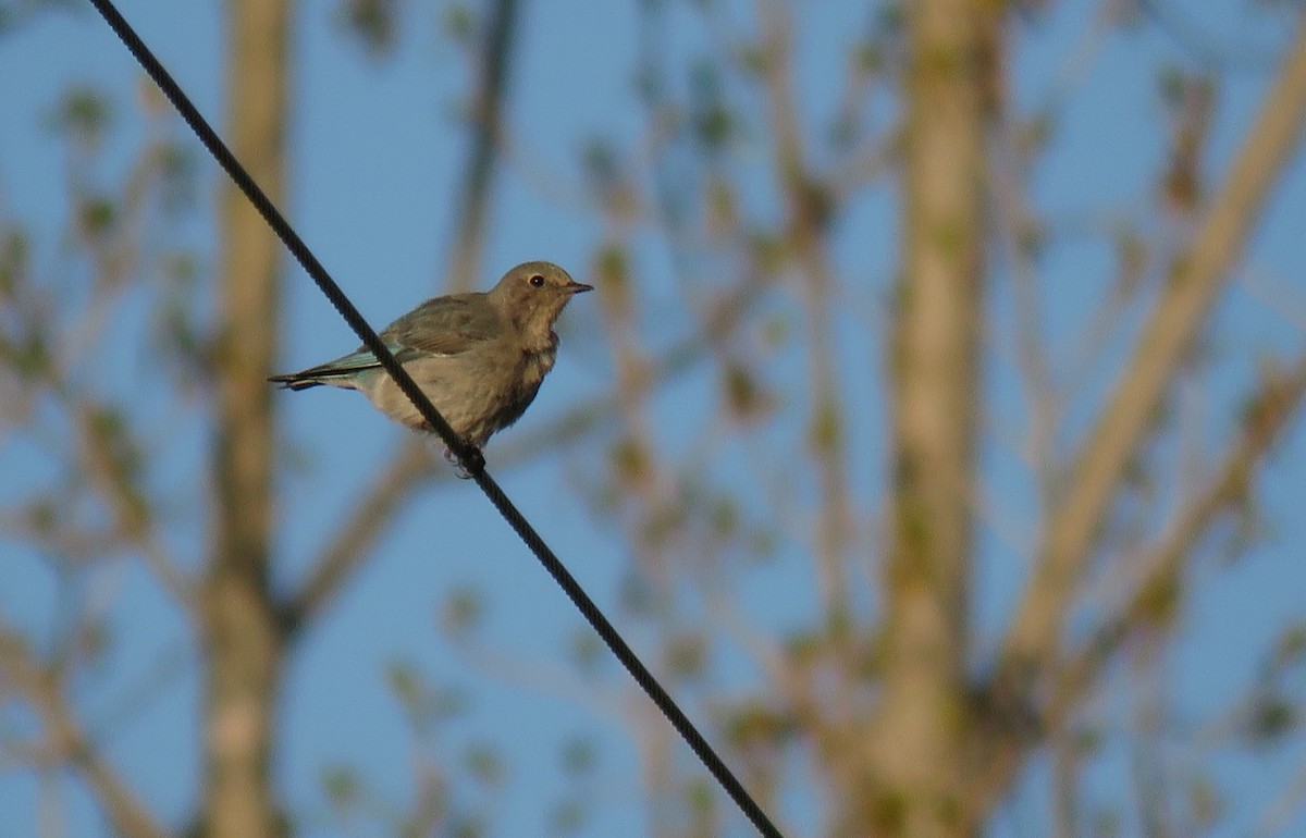 Mountain Bluebird - ML322245721