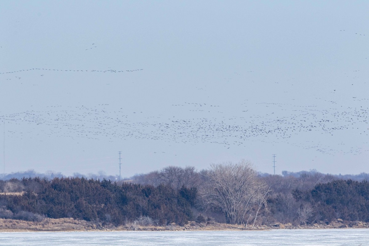 Canada Goose - ML322247871