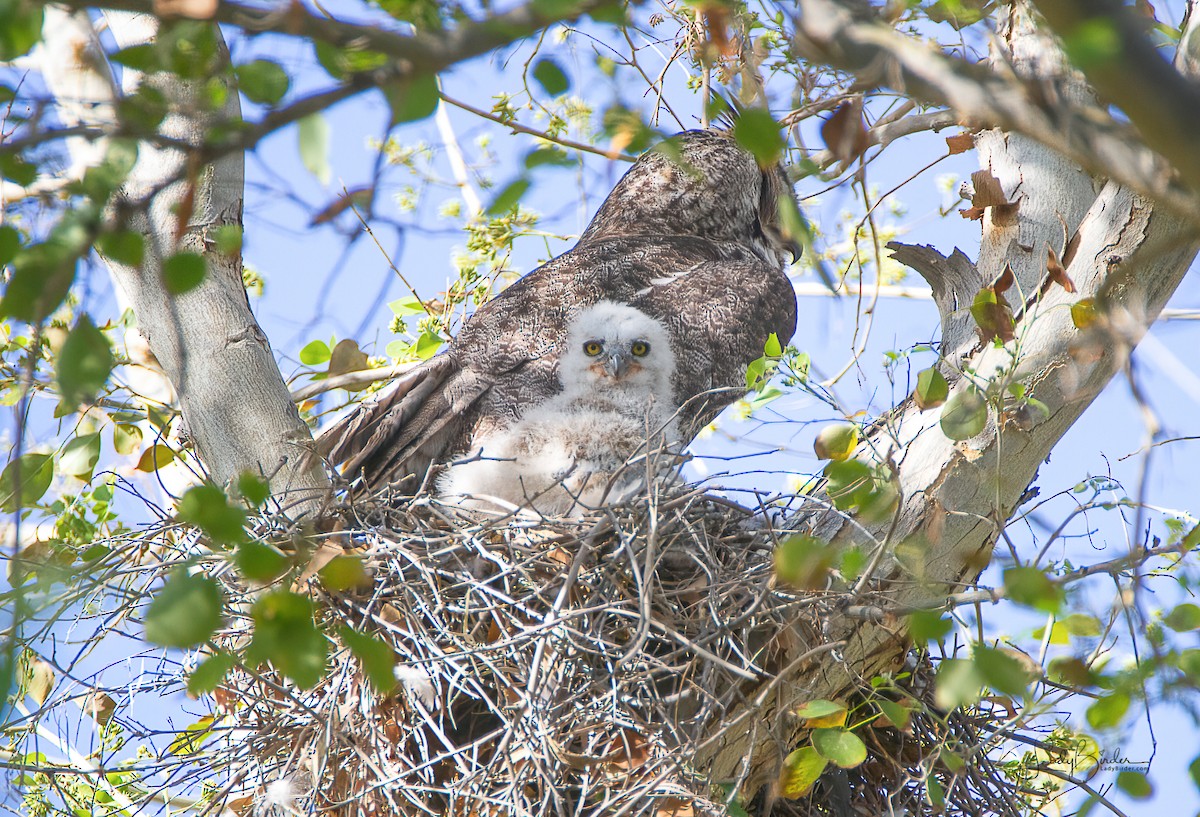 Great Horned Owl - ML322247911