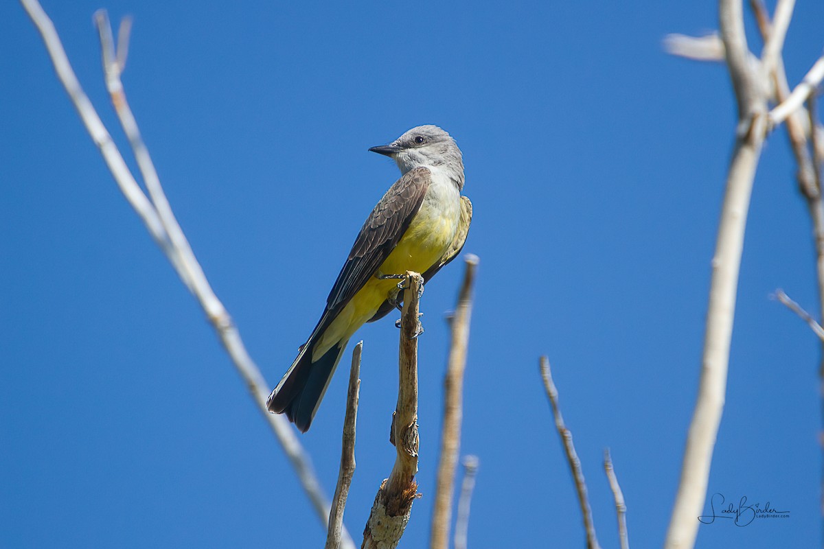 Western Kingbird - ML322247981