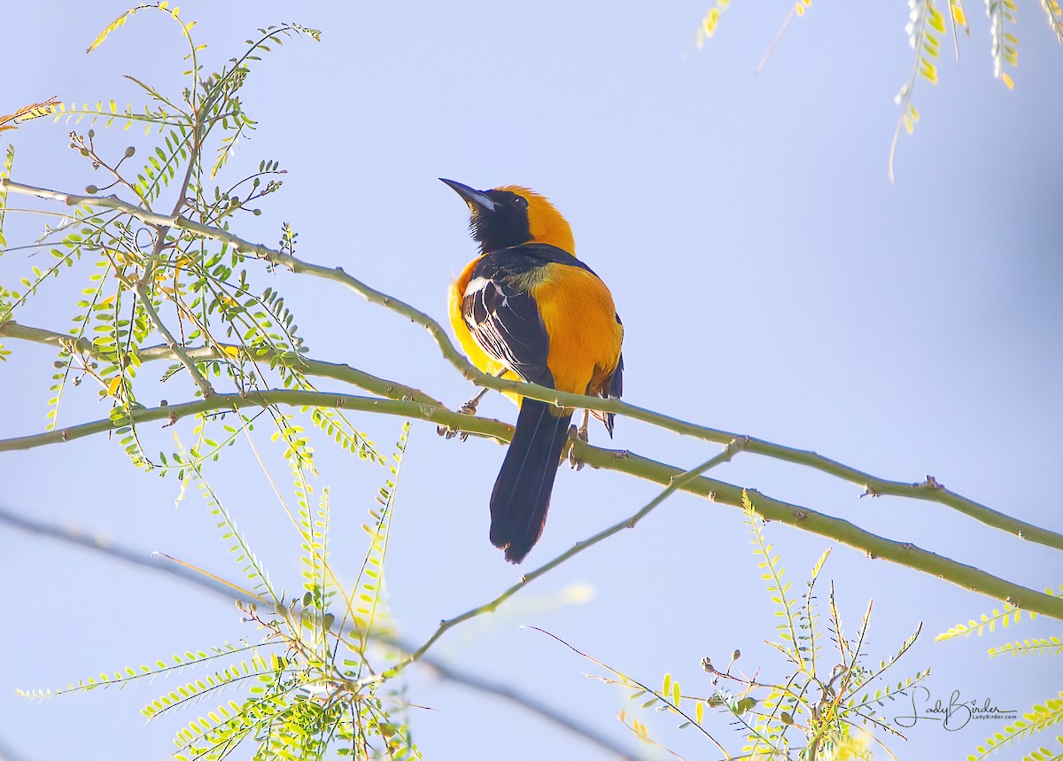Hooded Oriole - ML322248041
