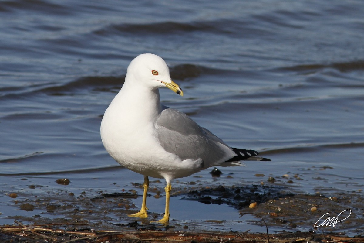 Ring-billed Gull - Mylene  Paulhus, Perreault