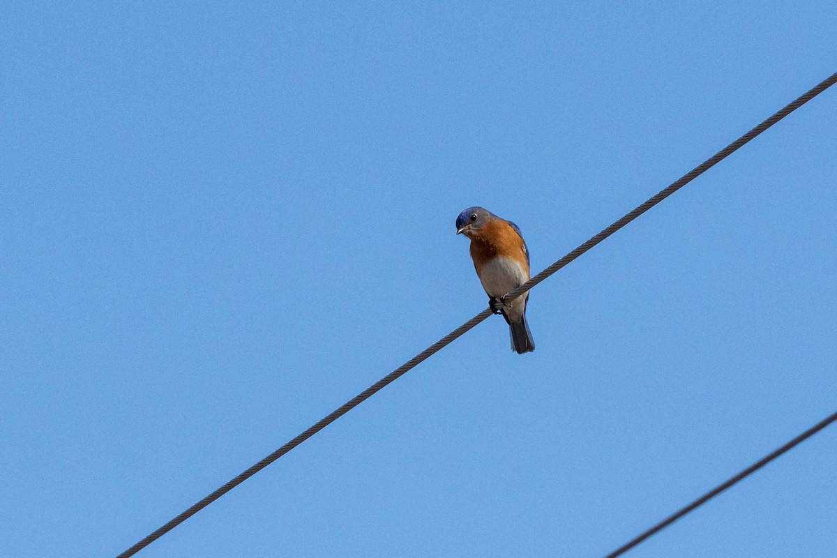 Eastern Bluebird - ML322248381