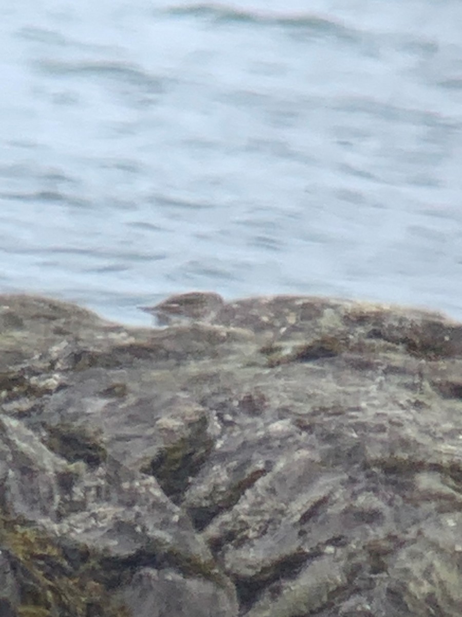 Purple Sandpiper - ML322248601