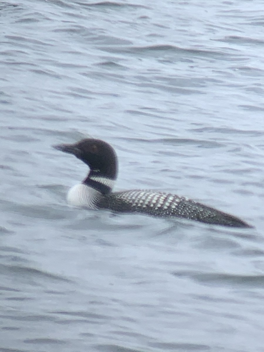 Common Loon - ML322248891