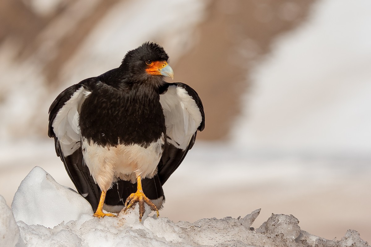 Mountain Caracara - ML322250911