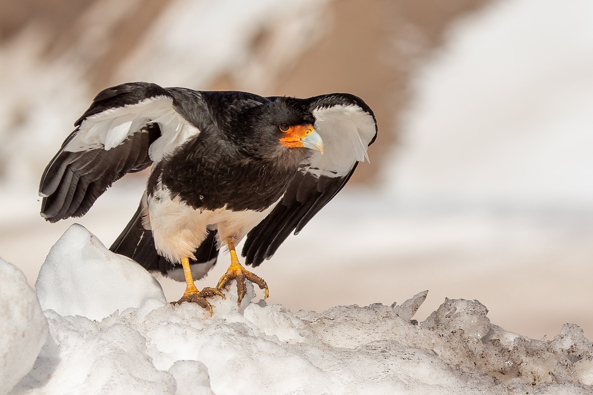 Mountain Caracara - Pablo Andrés Cáceres Contreras