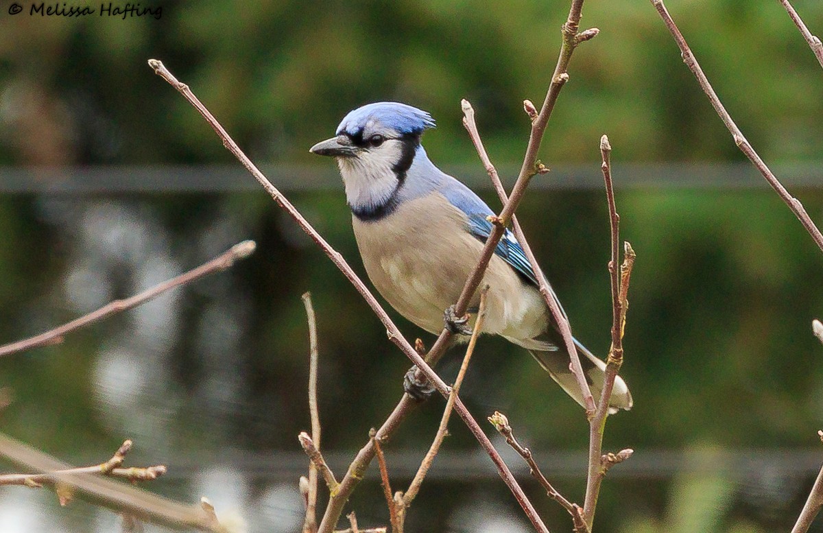 Blue Jay - ML322251441