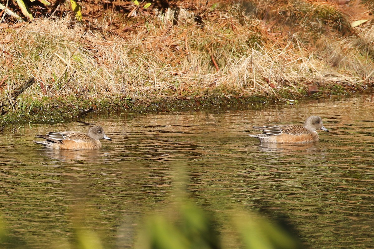 American Wigeon - ML322252841