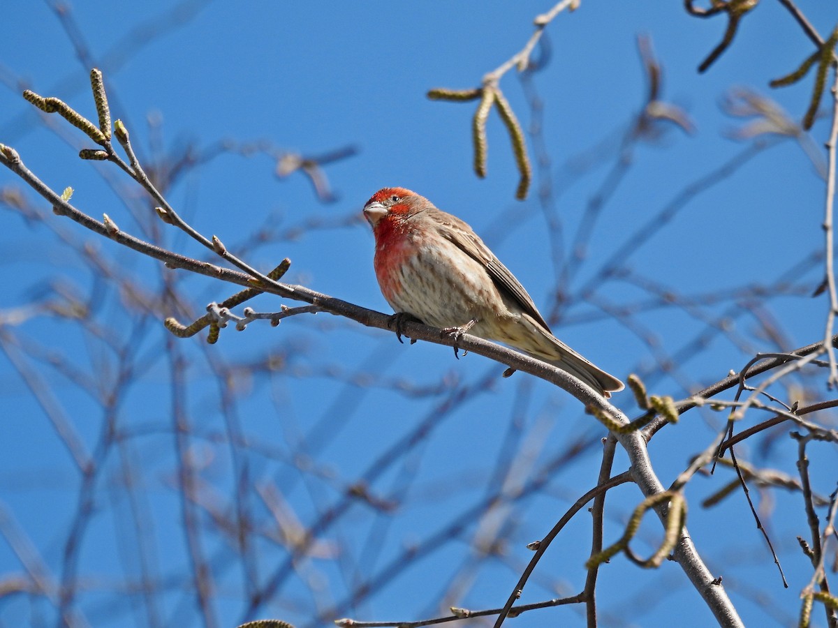 House Finch - Jesse Adkins