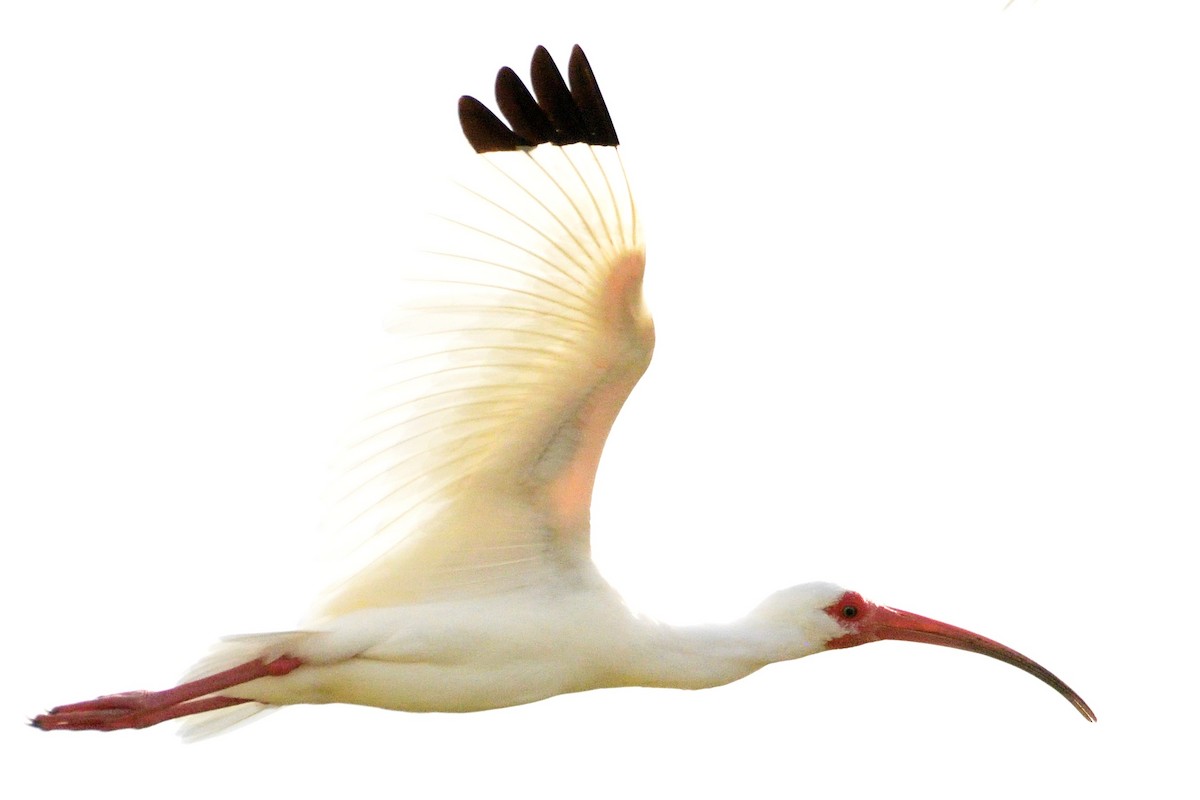ibis bílý - ML322253231