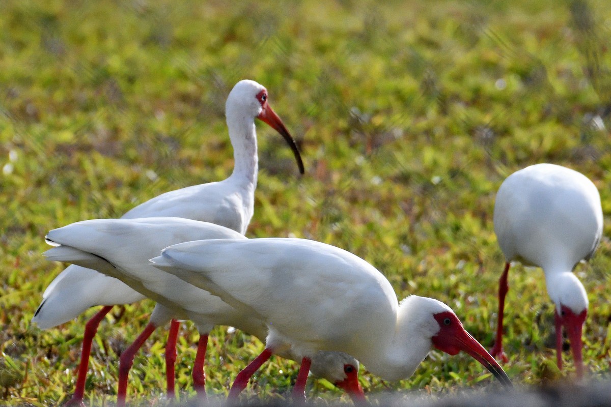 ibis bílý - ML322253361