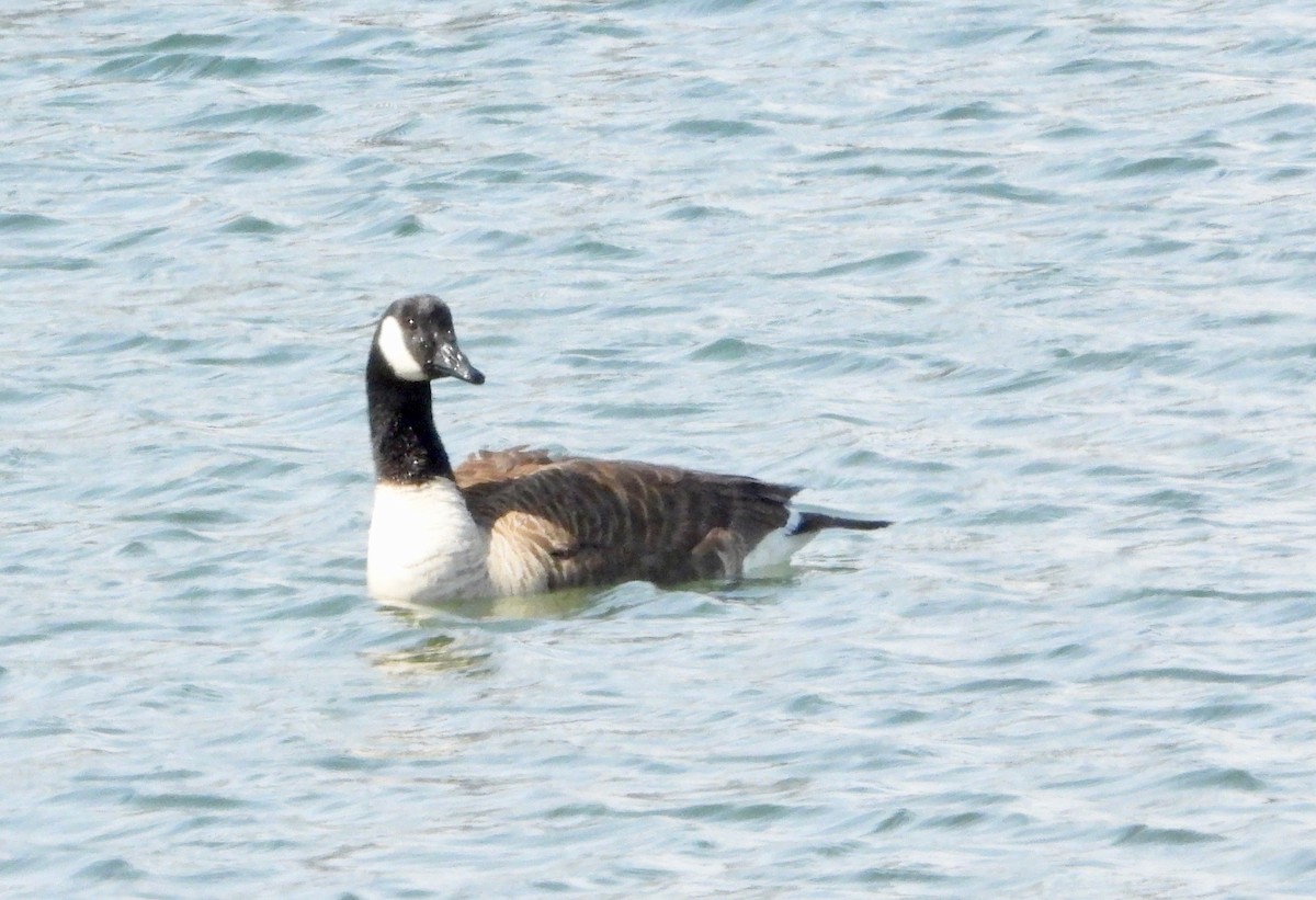 Canada Goose - ML322254831