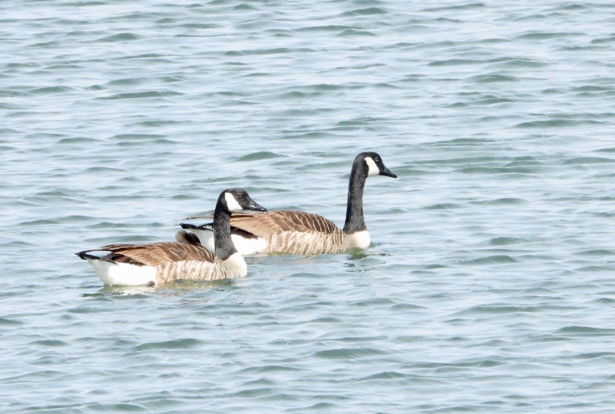 Canada Goose - ML322254891