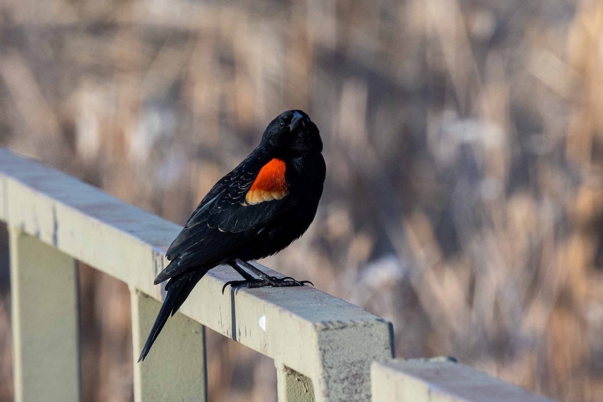 Red-winged Blackbird - ML322254971
