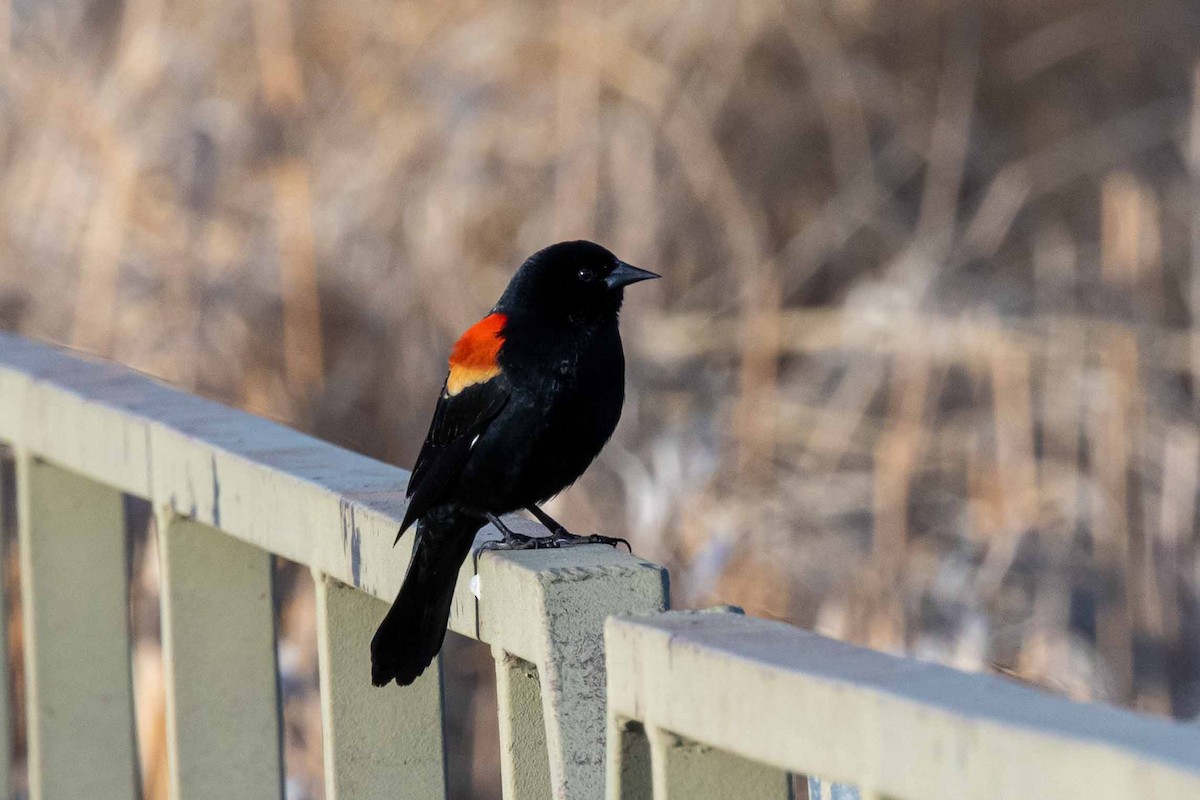 Red-winged Blackbird - ML322254981