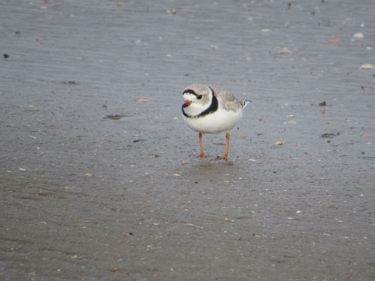 Piping Plover - Rene',Andy and Bill McGill