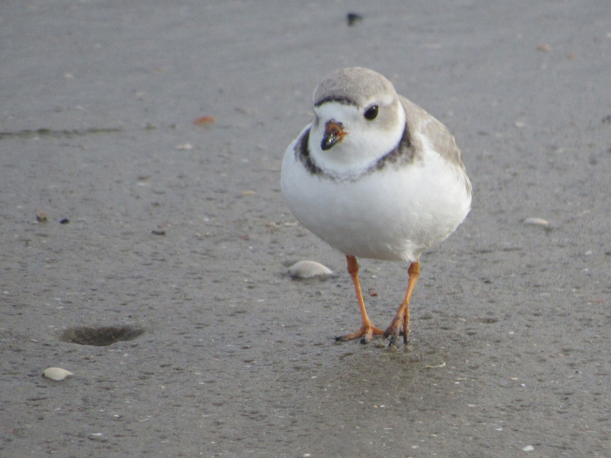 Piping Plover - Rene',Andy and Bill McGill