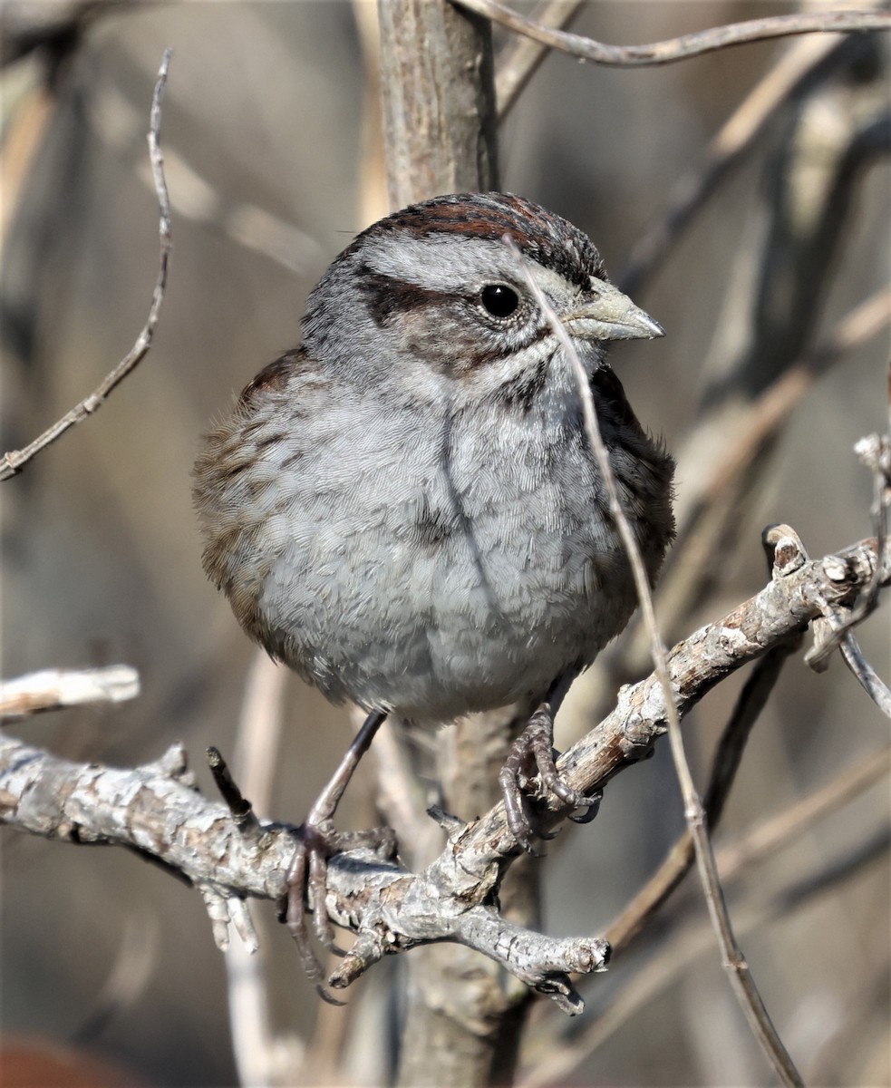 Swamp Sparrow - ML322259461