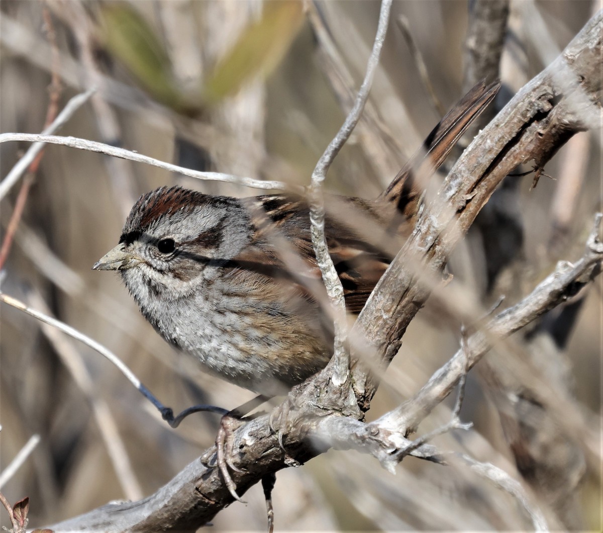 Swamp Sparrow - ML322259471