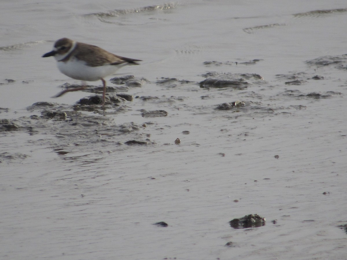 Wilson's Plover - Rene',Andy and Bill McGill