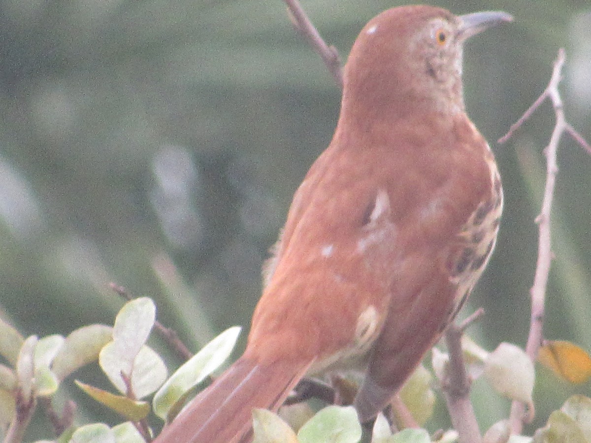 Brown Thrasher - Rene',Andy and Bill McGill