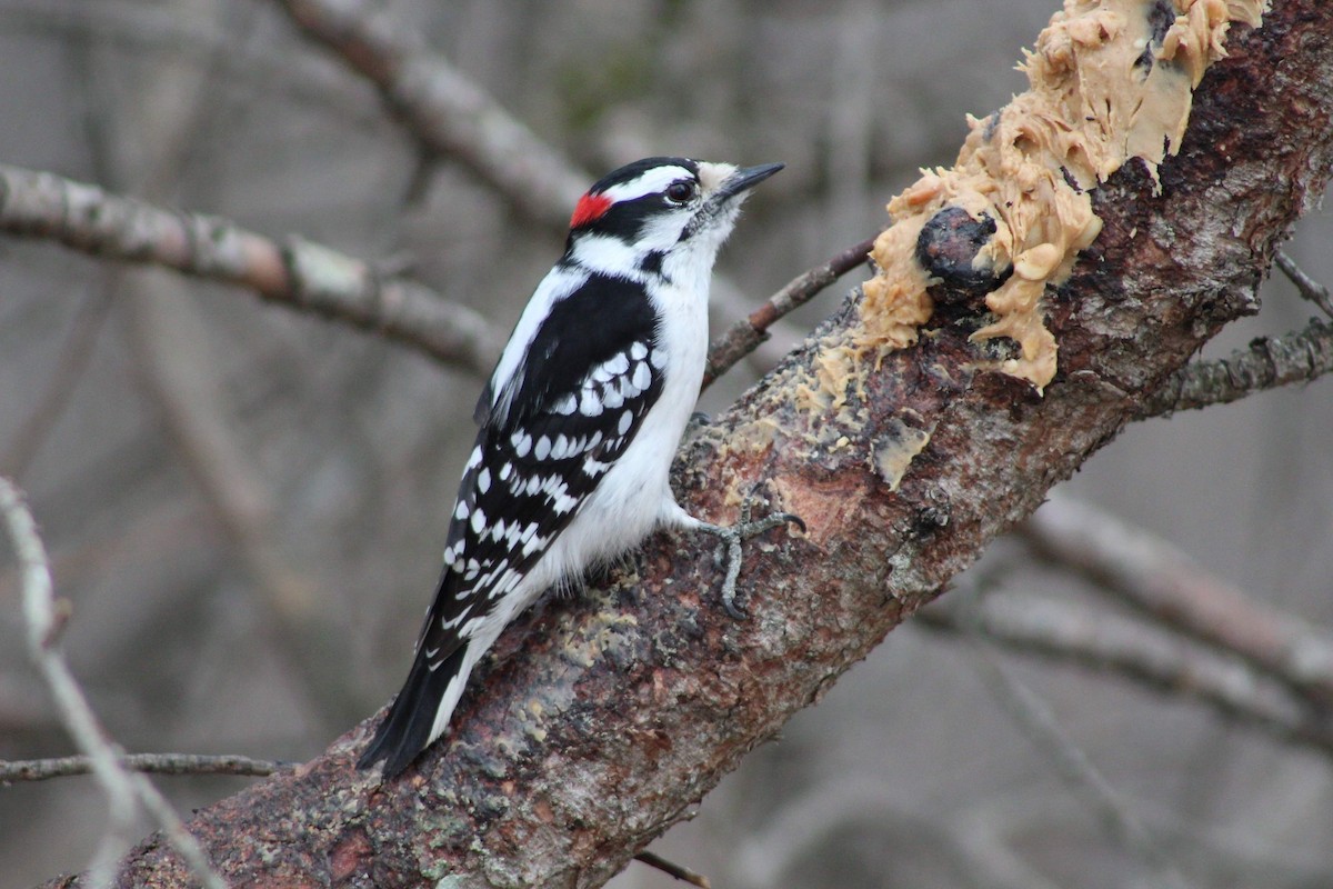 Downy Woodpecker - ML322264021