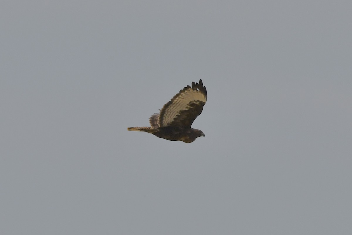 Red-tailed Hawk - ML322265571