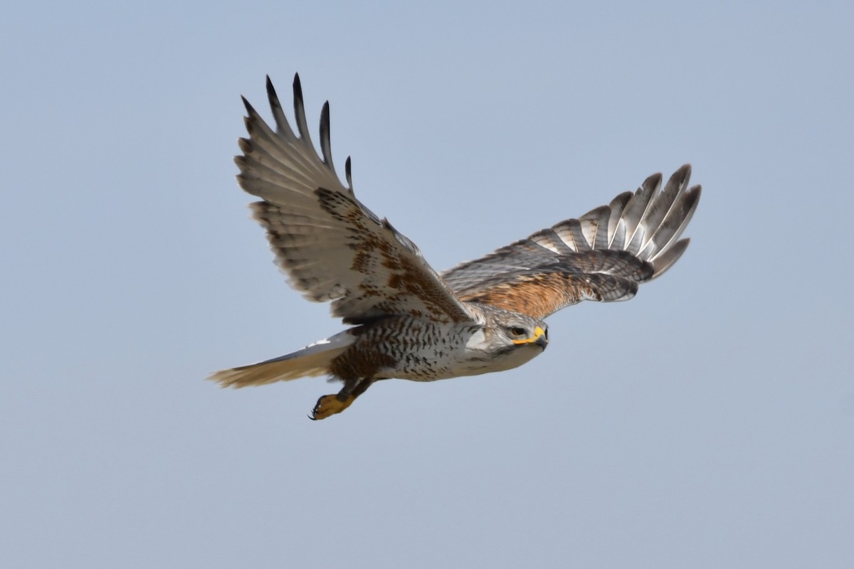 Ferruginous Hawk - ML322265691