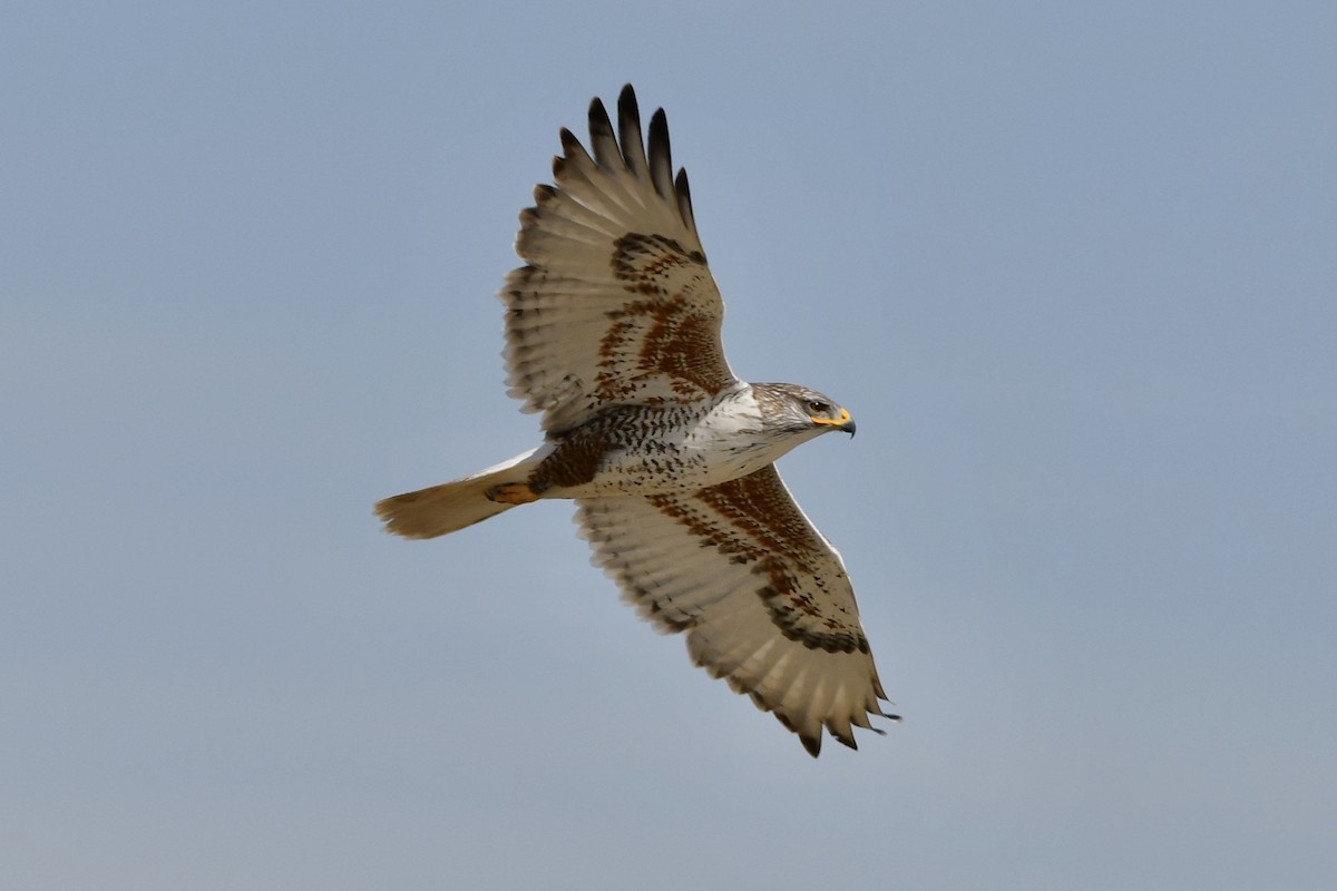 Ferruginous Hawk - ML322266081