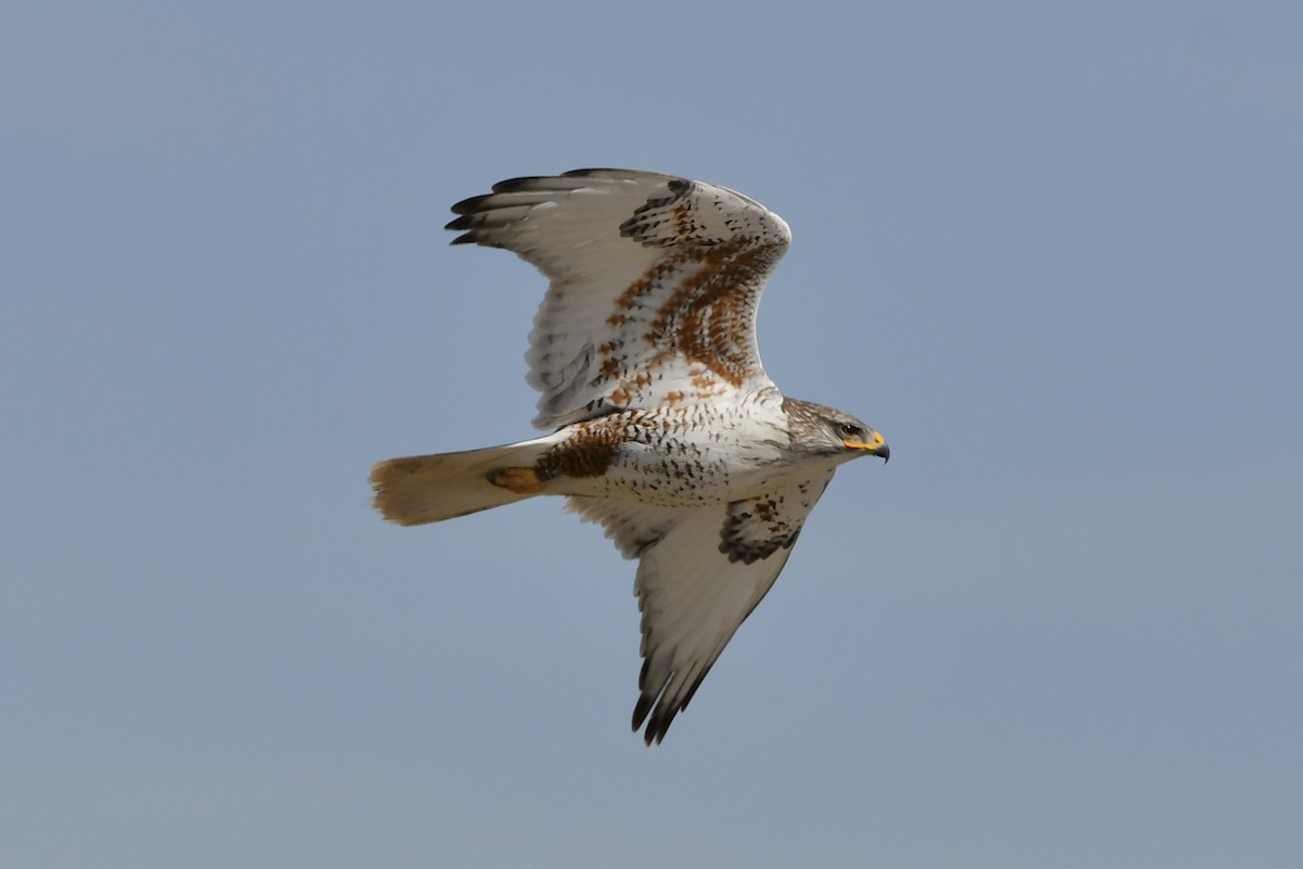 Ferruginous Hawk - ML322266101