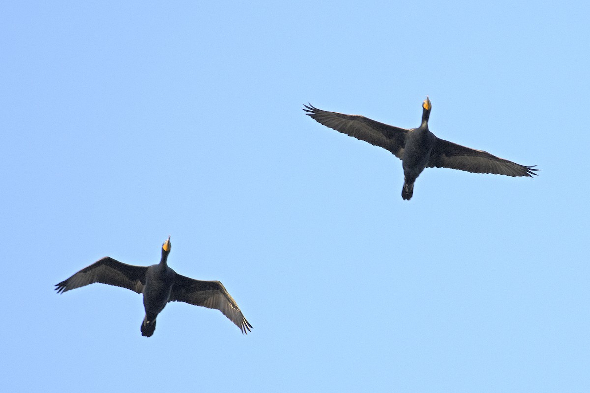 Double-crested Cormorant - ML322266121