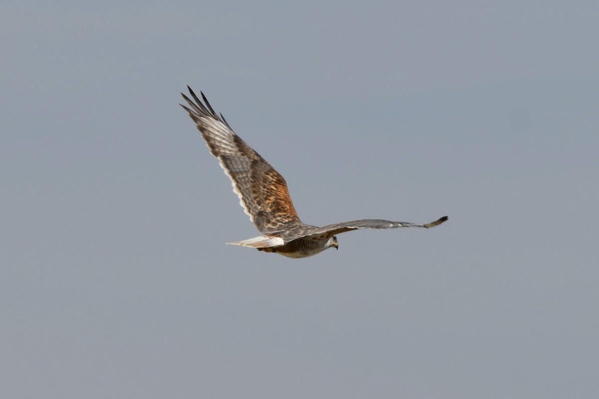 Ferruginous Hawk - ML322266321