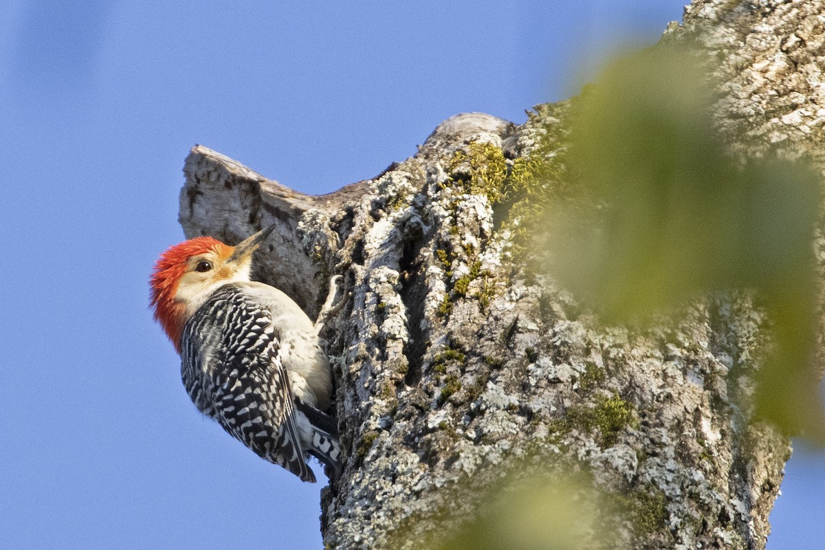Red-bellied Woodpecker - ML322266341