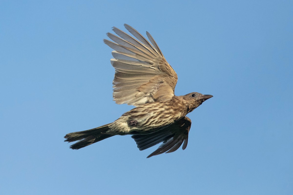 Australasian Figbird - ML322270361