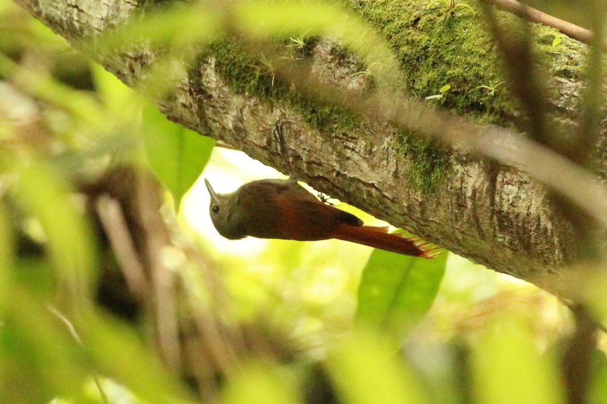 Olivaceous Woodcreeper - ML322270441