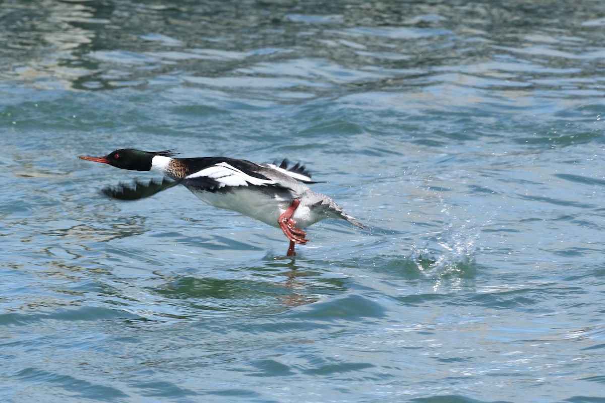 Red-breasted Merganser - ML322274111