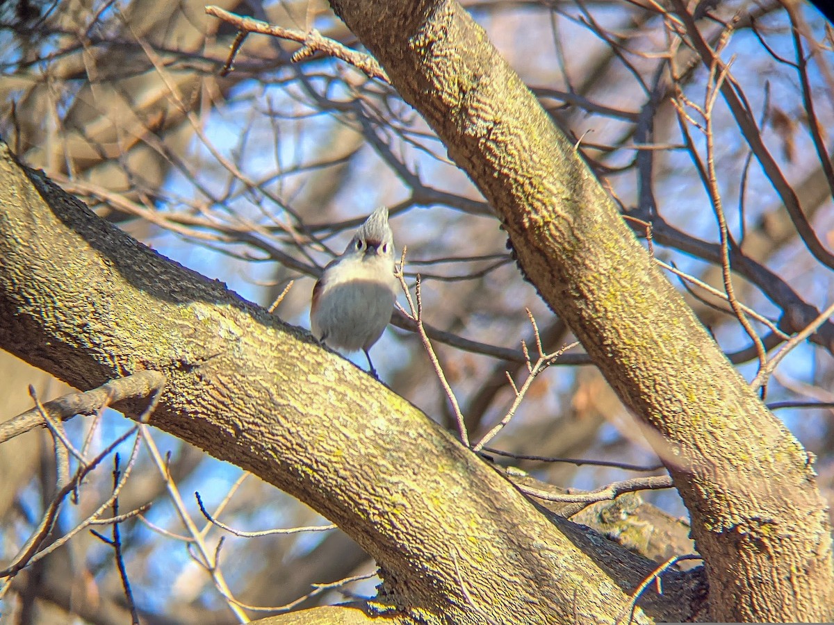 Tufted Titmouse - ML322274231