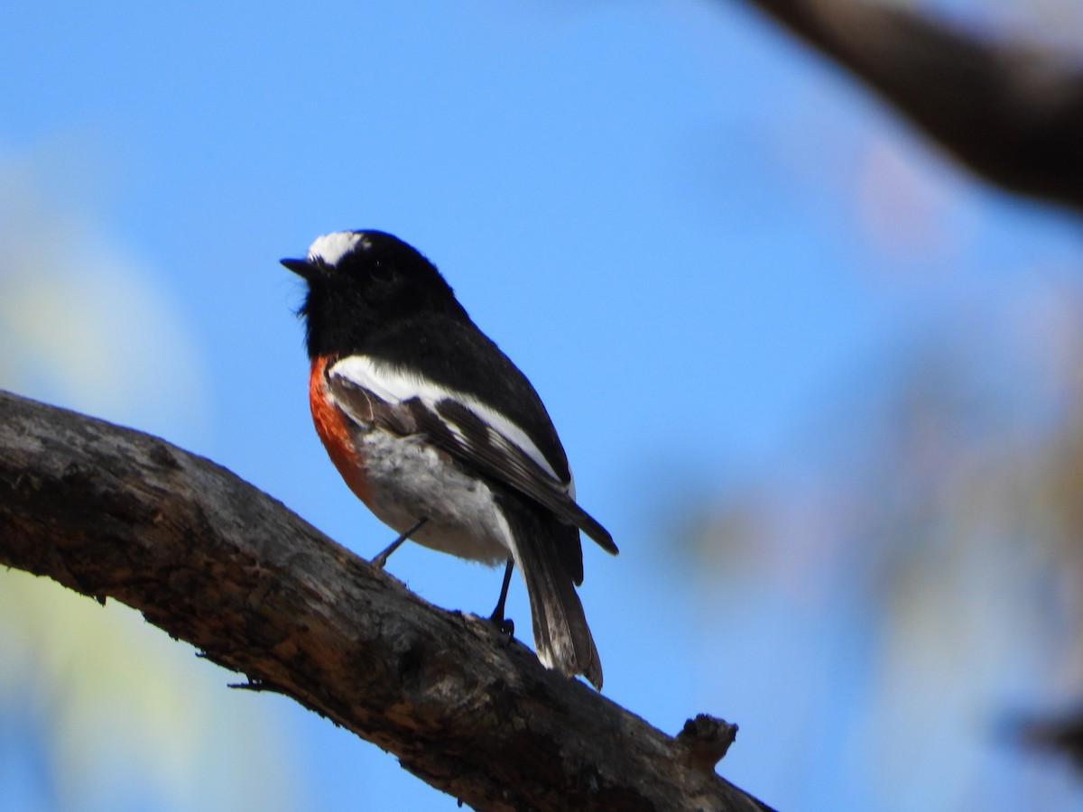 Scarlet Robin - ML322274341