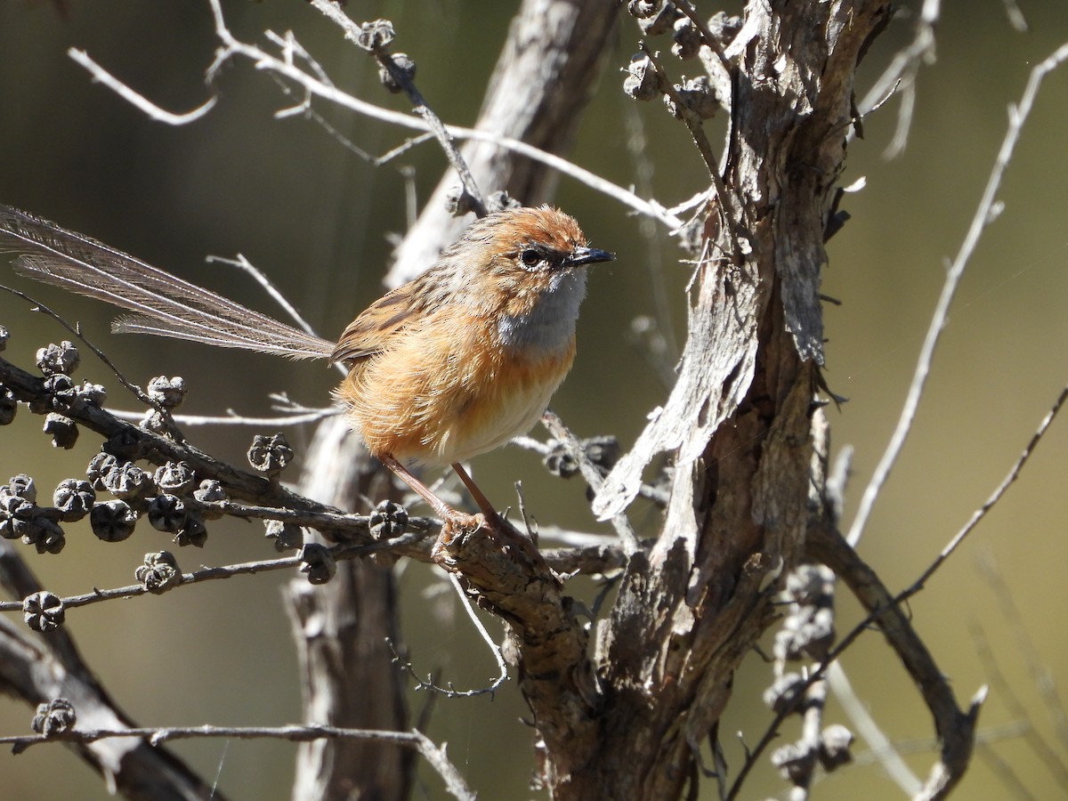 Southern Emuwren - ML322274351