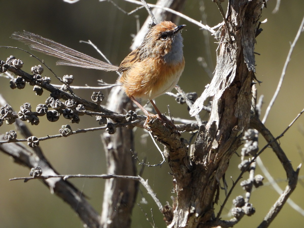 Southern Emuwren - ML322274591