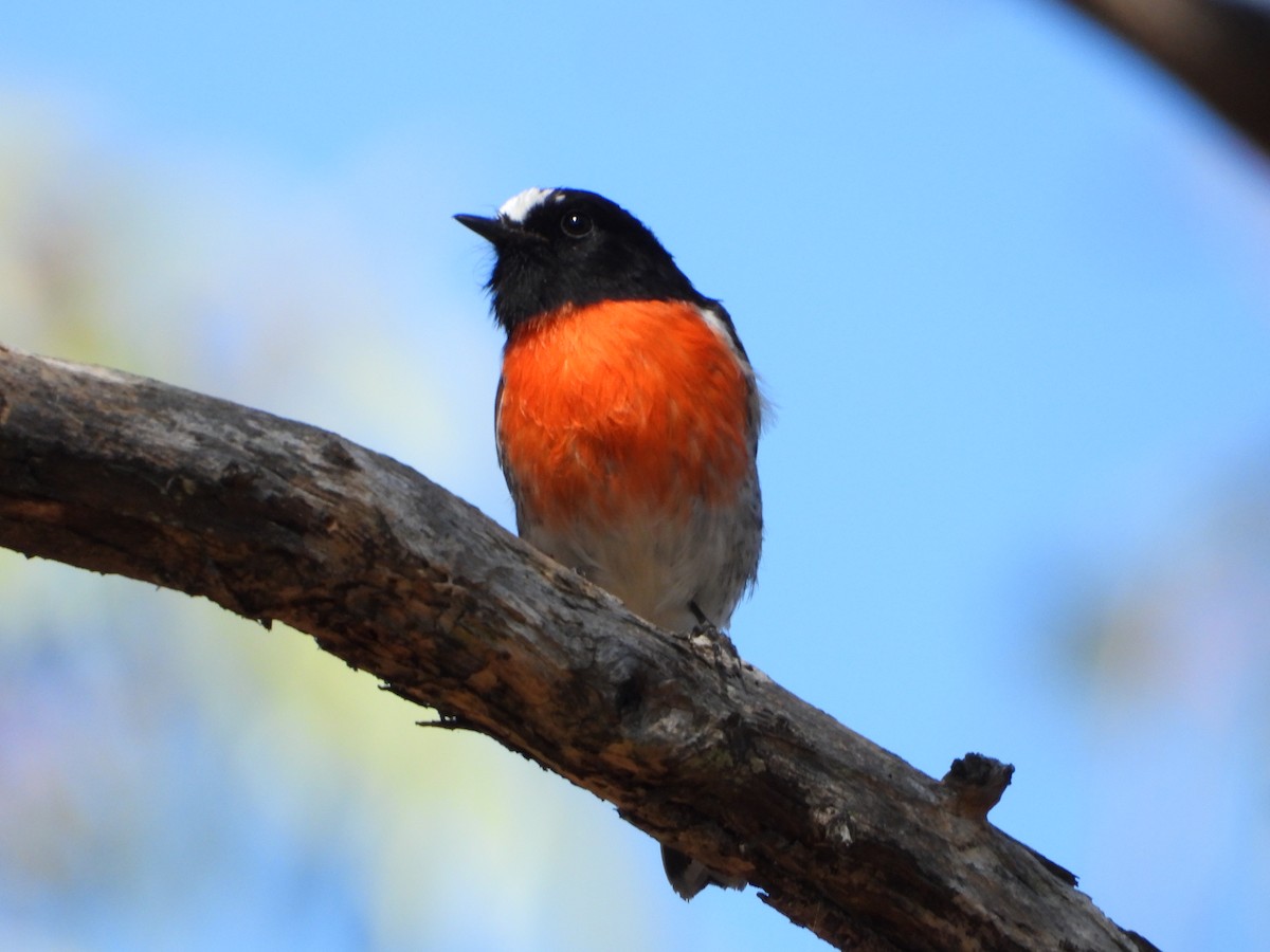 Scarlet Robin - ML322274641