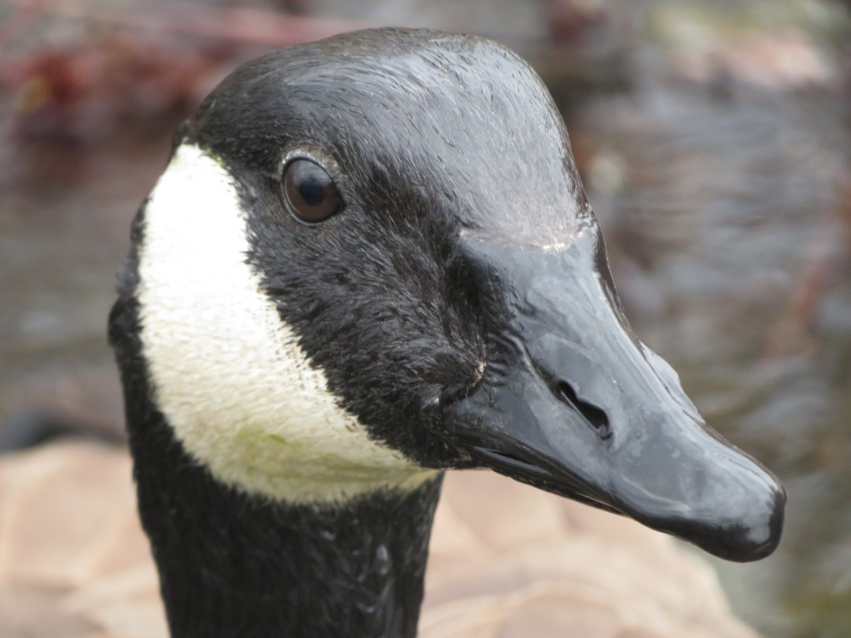 Canada Goose - ML322274671